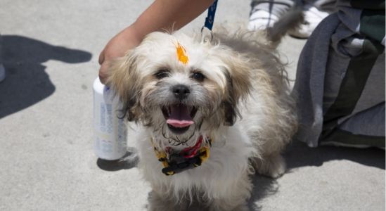 Kukur Tihar B Kukur Tihar B