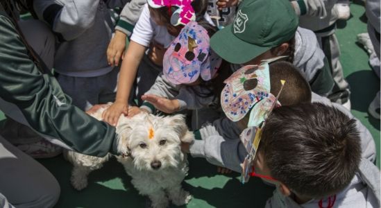 Kukur Tihar D Kukur Tihar D