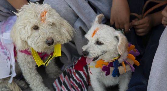 Kukur Tihar F Kukur Tihar F